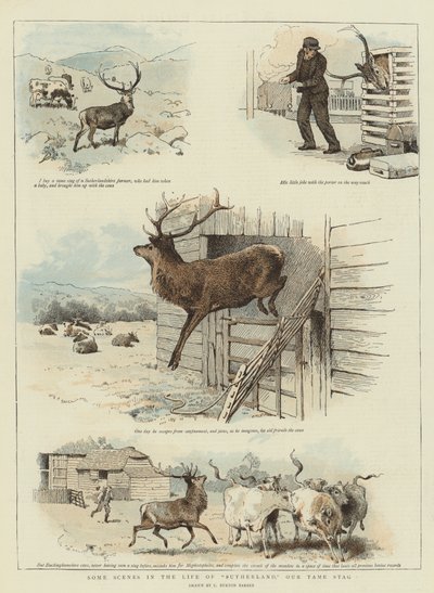 Some Scenes in the Life of Sutherland, Our Tame Stag by Charles Burton